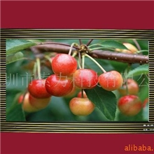 厂家超低价促销金索力2013新款17寸超薄商场广告机