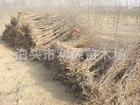 低价出售成活率百分之九十八的优质枣树苗，品种齐全规格齐全