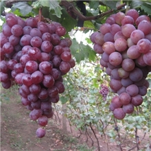 厂家供应美国红提葡萄酸甜可口