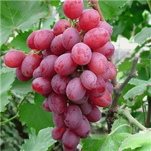 供应美国红提葡萄酸甜可口水果批发红提批发