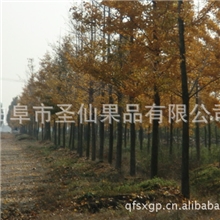 厂家常年生产提供优质的银杏苗木