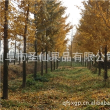 厂家常年生产提供优质的银杏苗木欢迎选购