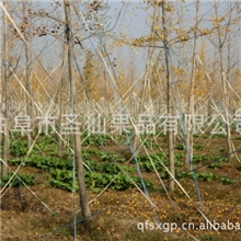 欢迎购买优质的银杏树苗，价格实惠