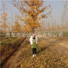 厂家长期种植银杏树苗，欢迎选购