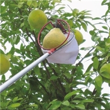 优质摘果器高枝剪采摘器柚子木瓜采果剪高空剪1.46-2.2米