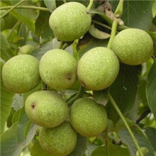 香玲香菱核桃苗批发包邮