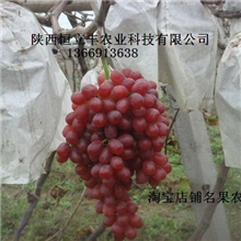 葡萄苗金优2号葡萄苗批发
