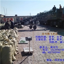 供应浆烂枣，破口枣