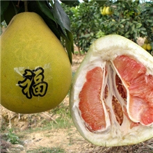 批发红心蜜柚【琯溪蜜柚】