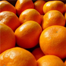 【农鼎记】临海涌泉蜜桔散装批发100斤起批江浙沪包邮