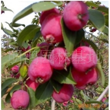 供应优质速冻花红