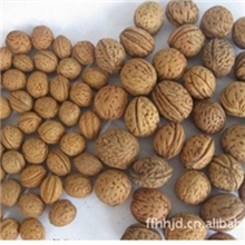 大量供应山桃核，野生山桃核，