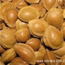 大量批发苦杏核无污染出仁率高干货杏核