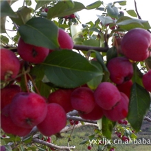 供应优质速冻海棠果