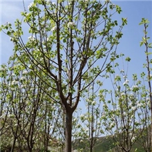供应海棠苗木，绿化苗木，园林苗木