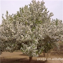 供应景观树苗