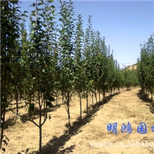 供应优质海棠树苗杏树苗