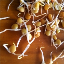 养生油豆芽购买100公斤以上提供技术指导