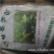 野生茶香苗/茶香苗