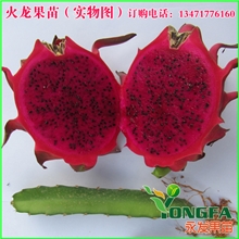 海南火龙果苗红肉/火龙果树苗/有根盆栽/多种规格任选/