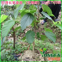 台湾长果桑苗/四季果桑树苗/嫁接与普通大10倍/四季结果