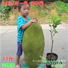 菠萝树苗/马来西亚菠萝蜜一号/菠萝蜜苗嫁接树苗四季当年结果