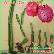 供应火龙果苗广西火龙果红肉批发火龙果价格永发果苗