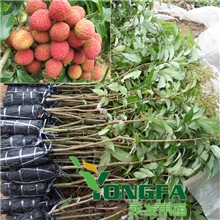 批发荔枝苗/妃子笑/桂味/糯米糍/白糖罂/荔枝树苗/各种荔枝盆栽