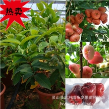 果树苗/莲雾苗/黑金刚莲雾苗/嫁接莲雾树苗/树苗批发（含实物图）