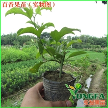 果树果苗[百香果苗]百香果苗又称鸡蛋果果木