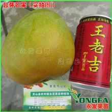 供应(澳芒)芒果苗澳芒果苗树名贵芒果树品种芒果之王