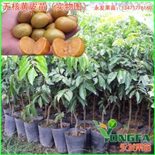 果树苗/无核黄皮苗/黄皮树苗/果树果大肉厚飞无核各种大量批发