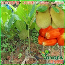 菠萝蜜树苗/红肉菠萝蜜苗/一年多次结果/肉质爽脆清甜香气/果树苗