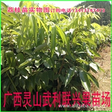 l供应高品质无核荔枝苗98%无核荔枝树苗批发荔枝树苗价格