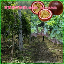 供应百香果苗果营养丰富香味浓郁有&ldquo;果汁之王&rdquo;的美称
