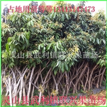 大量供应龙眼苗，荔枝苗，芒果苗，占地用苗等等13413147473