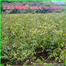 果树果苗(台湾四季红杨桃)红杨桃果苗红杨桃苗四季结果