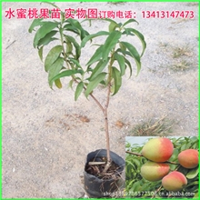果树果木水蜜桃果苗树木油桃果苗泛白，白里透红