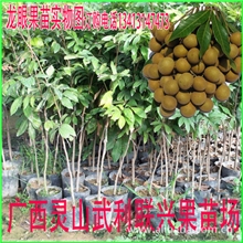 果树/石峡龙眼果苗/储良龙眼果苗]龙眼果苗果木批发