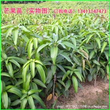 台农一号芒果苗芒果树苗芒果苗果树果苗（联兴果苗种植场）