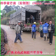 供应四季芒果苗/四季蜜芒苗/当年结果/一年四季结果产量高