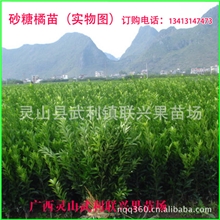 果树果苗[砂糖橘苗]无核砂糖桔苗正宗嫁接苗果木批发