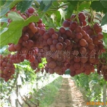 场价葡萄批发专业葡萄合作社自产自销优质无核葡萄