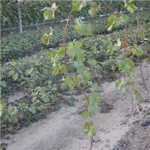 l供应高品质、高质量的红珍珠无核葡萄苗木