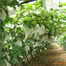 葡萄专业合作社自产水果自储青提别名龙提