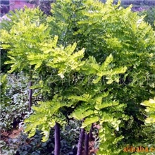 供应优质金叶槐、树形优美