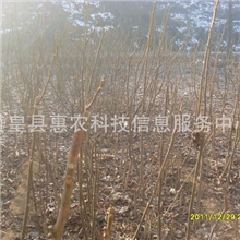 供应优质黑枣苗,质优价廉,赞皇特产