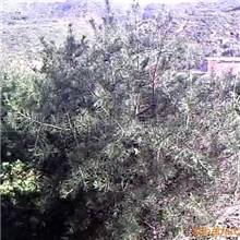 供应优质白皮松,质优价廉,绿化佳品