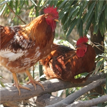 有机产品&mdash;&mdash;散养柴鸡