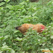 优质散养土鸡（昆虫+杂粮+青草+优良品种）